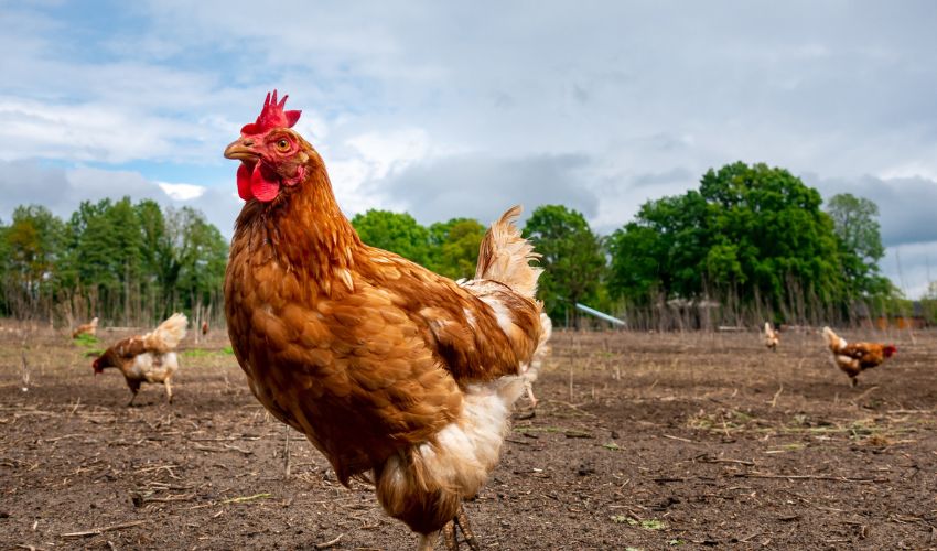 Ultimate Guide: How to Create a Chicken-Friendly Garden for Your Flock