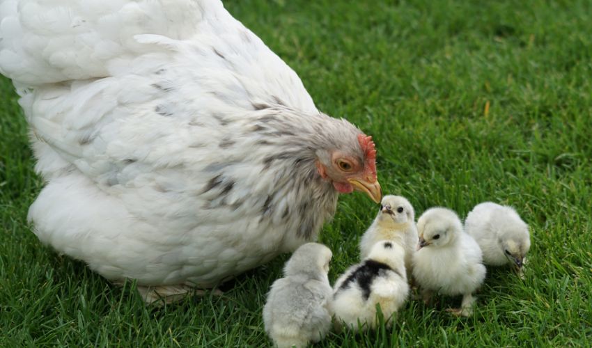 The Ultimate Silkie Chicken Care Guide: Tips for Raising Healthy and Happy Birds