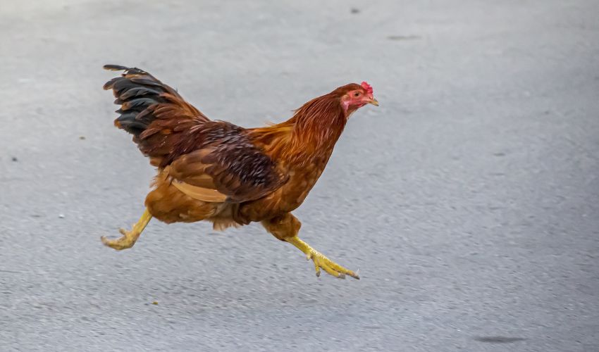 Maximizing Egg Production: Breeding Ornamental Chickens for Optimal Results