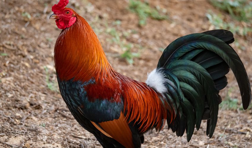 10 Effective Ways on How to Introduce New Chickens to Your Flock