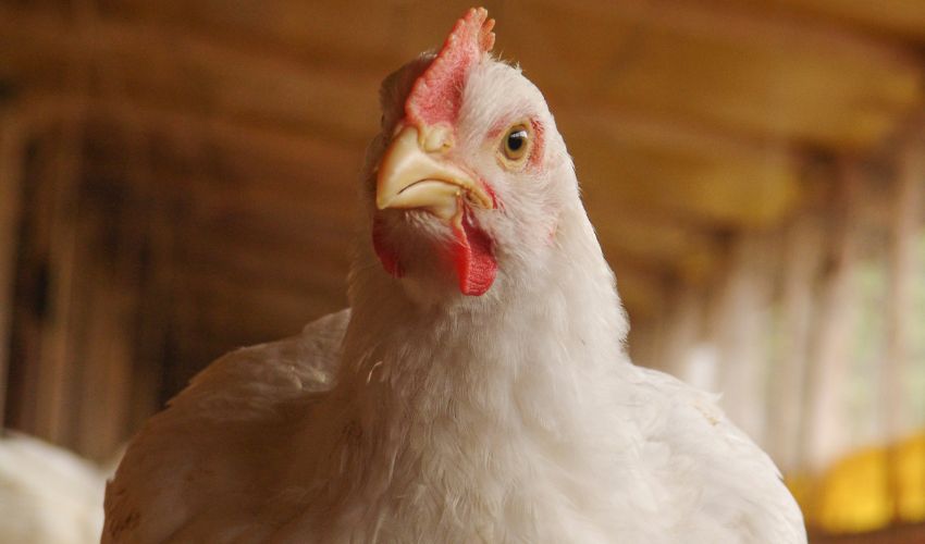 The Ultimate Guide to the Most Popular Ornamental Chicken Varieties in 2021